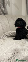 Cockapoo dogs black puppys only black available ready now - Advert 4