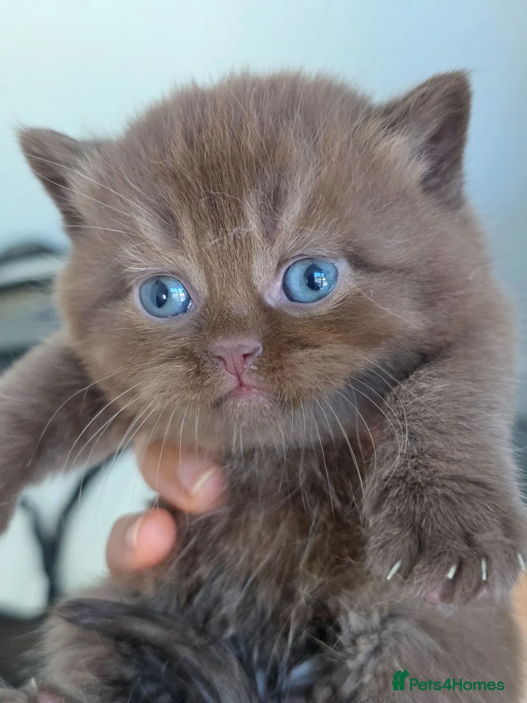 British Shorthair cats for sale: Chocolate & Lilac British Shorthair kittens - Advert 1