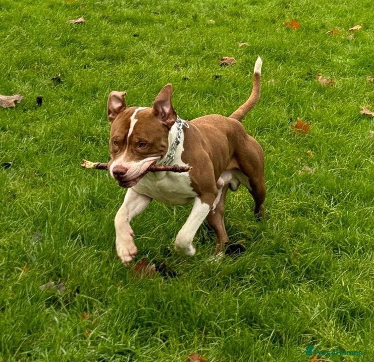 American Bully dogs American Bully STUD in Northampton - Advert 3