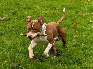 American Bully dogs in Northampton - Advert 3