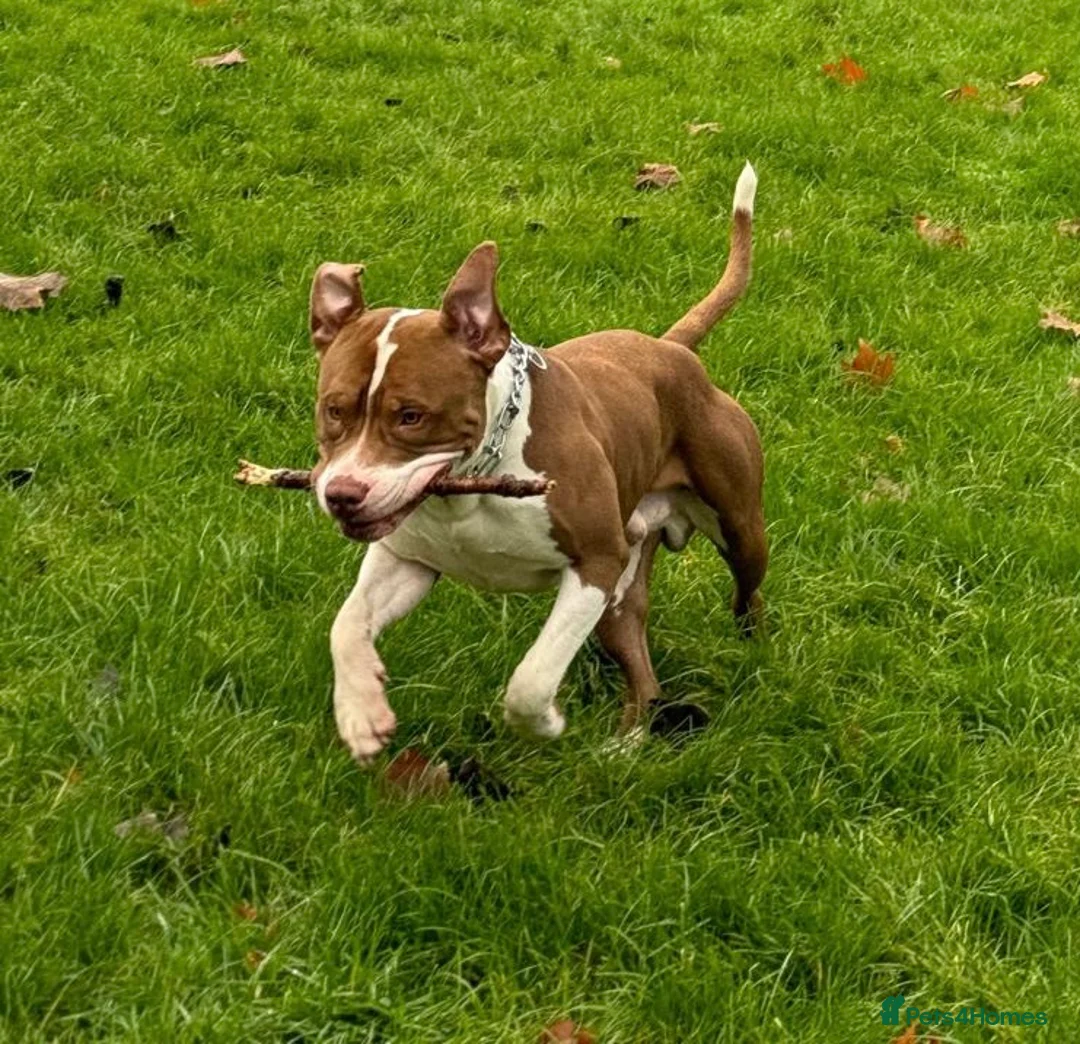 American Bully dogs for stud: American Bully STUD in Northampton - Advert 3