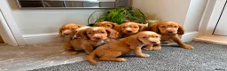 Cocker Spaniel dogs for sale: Cocker spaniels ready now  - Advert 14