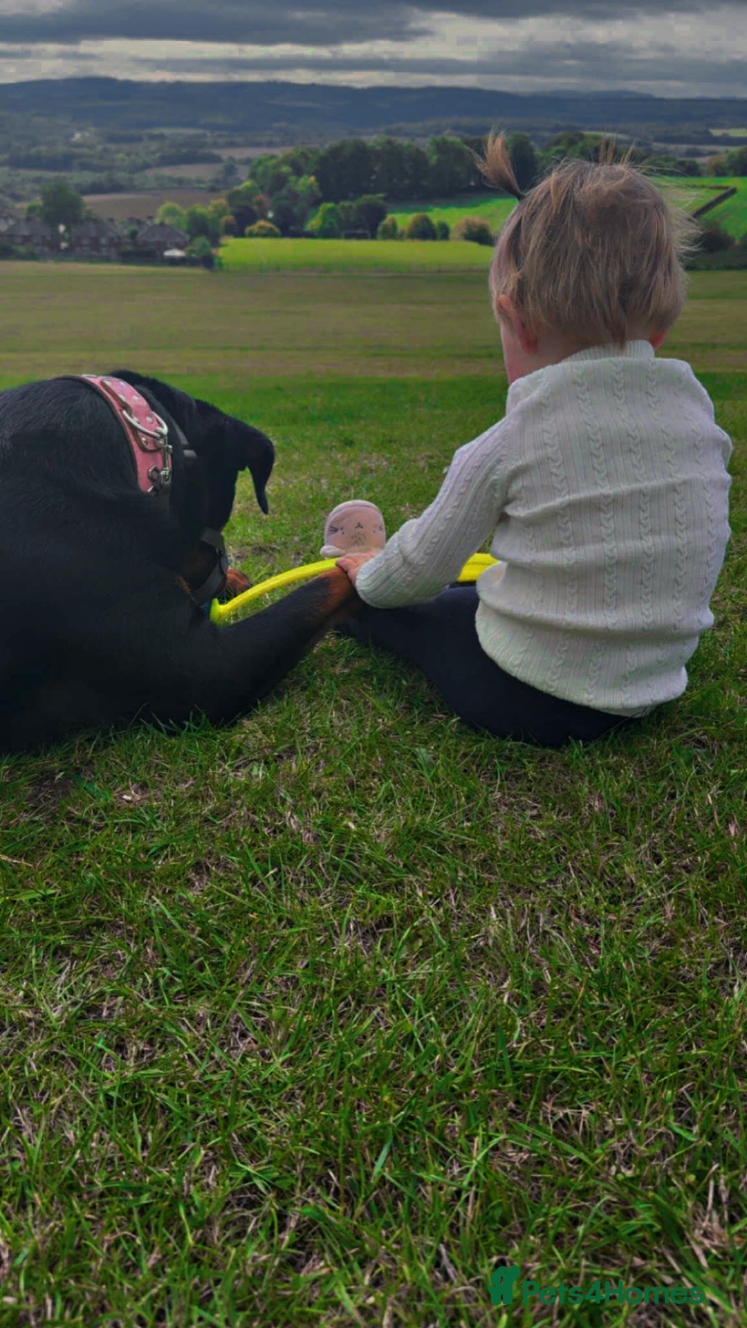 Rottweiler dogs for sale: 1 year old Rottweiler  - Advert 6
