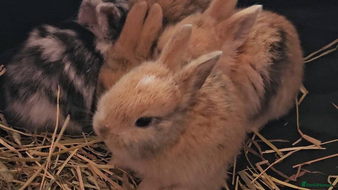 Harlequin rabbits for sale: 7 beautiful Harlequin bunnies looking for a new 🏡 - Image 4