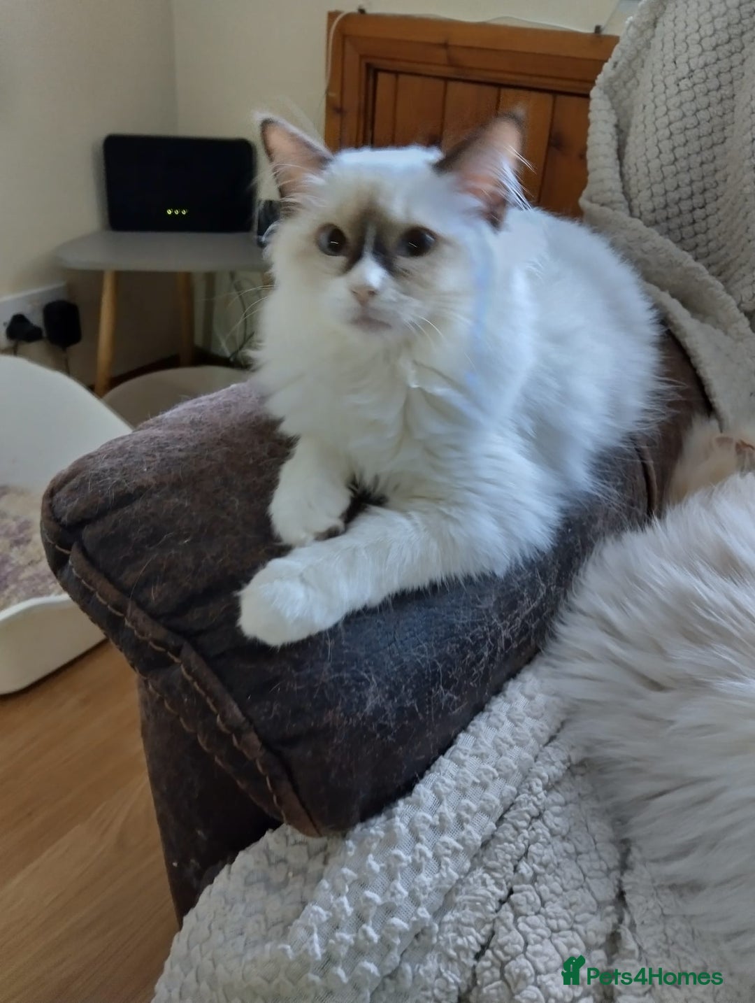 Ragdoll cats for sale: GCCF Chocolate Point with White Bi-color Kittens - Advert 1