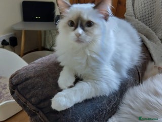 Ragdoll cats GCCF Chocolate Point with White Bi-color Kittens - Advert 8