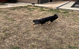 Mixed Breed dogs for adoption: Adorable Monika is ready for her forever home! - Image 3