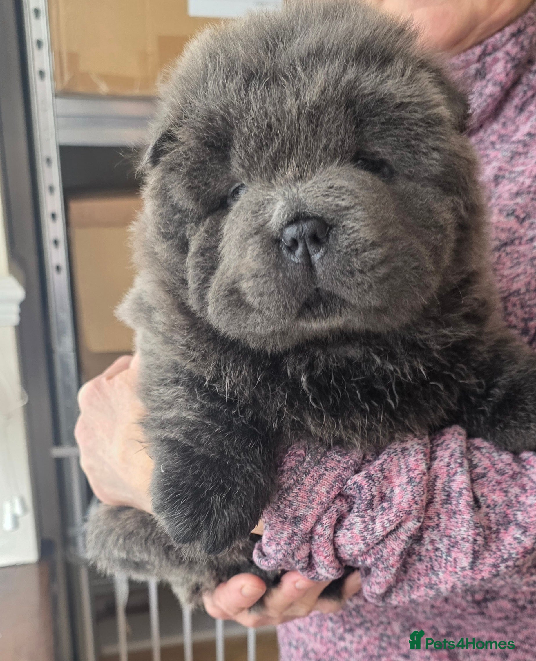 Chow Chow dogs Blue Smooth and Rough KC boys - Advert 3