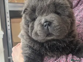 Chow Chow dogs Blue Smooth and Rough KC boys - Advert 3