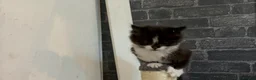 British Shorthair cats for sale: 1 beautiful kitten left - Advert 7