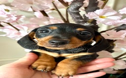 Miniature Dachshund dogs for sale: Three little miniature dachshund boys  - Advert 7