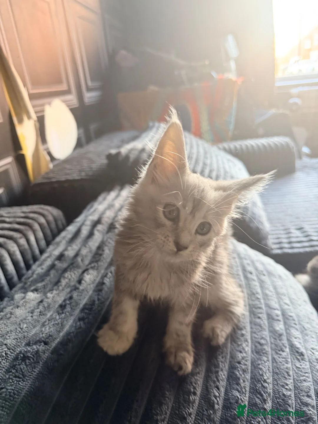 Maine Coon cats for sale: Last remaining girl  - Advert 6