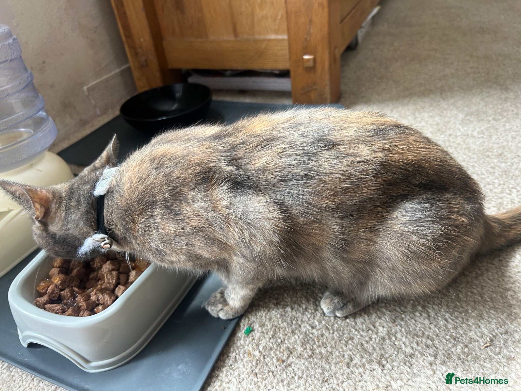 Domestic Shorthair cats Two stunning ginger kittens for sale.  - Advert 1