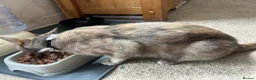 Domestic Shorthair cats for sale: Two stunning ginger kittens for sale.  in Basingstoke - Advert 1