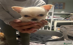 Chihuahua dogs for sale: Long hair chihuahuas  - Image 2