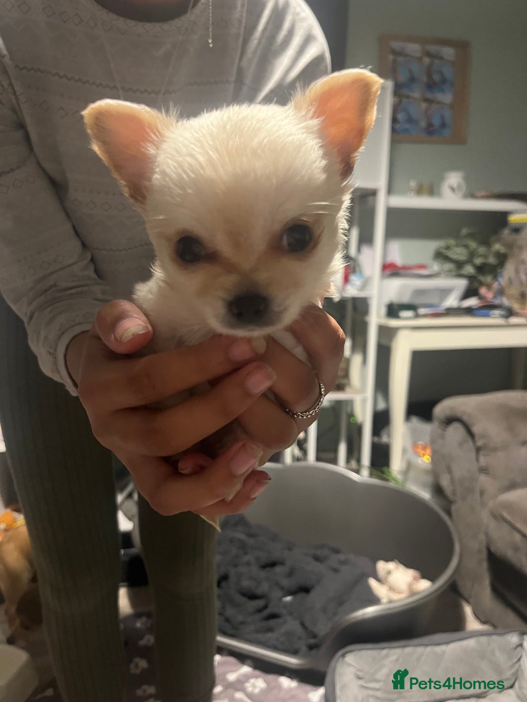 Chihuahua dogs for sale: Long hair chihuahuas  - Image 2