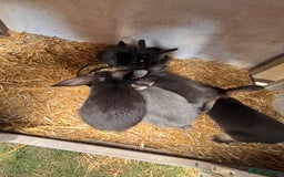 Mini Lion Lop rabbits for sale: 6 Beautiful Mini Lionhead Lops! £40 Each - Image 3