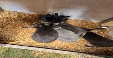 Mini Lion Lop rabbits - Advert 9