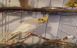Cockatiels birds for sale: Beautiful 5 old Month Lutino Cockatiel  - Image 4