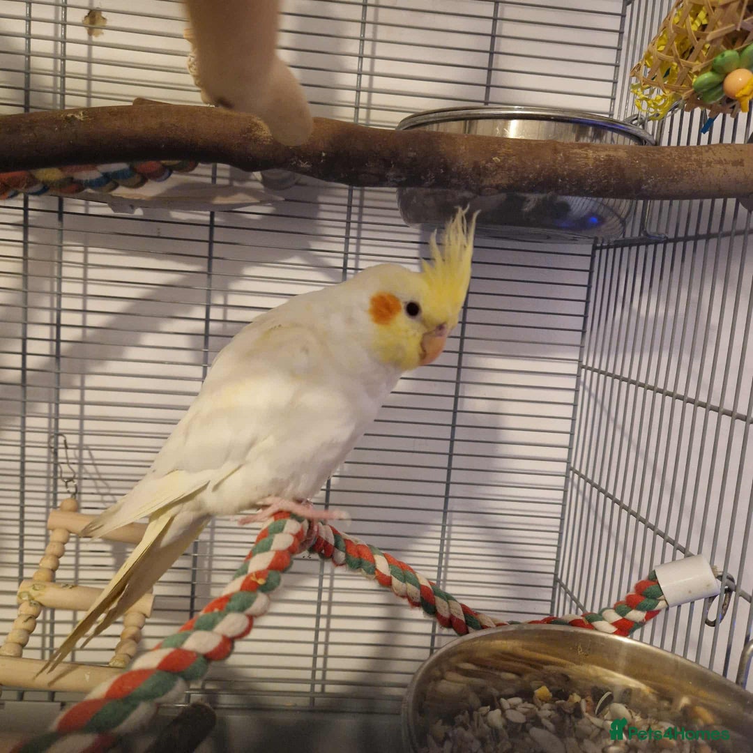 Cockatiels birds for sale: Beautiful 5 old Month Lutino Cockatiel  - Image 4