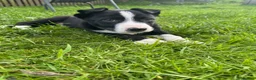 Smooth Collie dogs for sale: ISDS registered Collie Pups in Rossendale - Advert 6