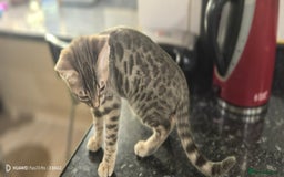 Bengal cats for sale: Purebred Silver and Snow bengals babies.  - Image 3