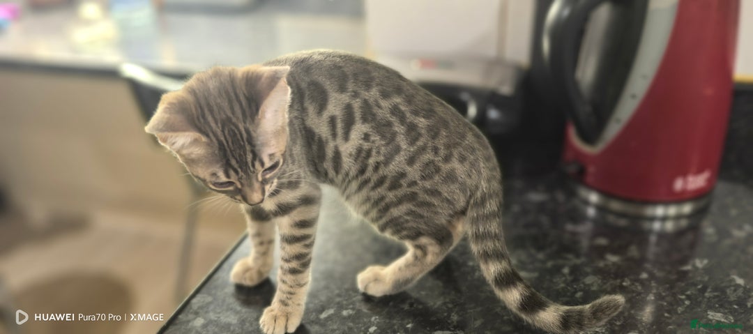 Bengal cats for sale: Purebred Silver and Snow bengals babies.  - Image 3