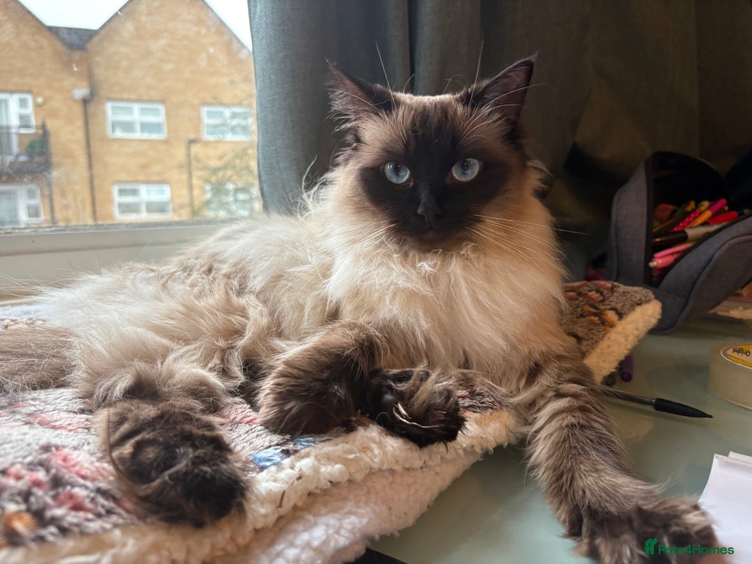 Mixed Breed cats for sale: Fluffy Half-Ragdoll Kittens - Image 2