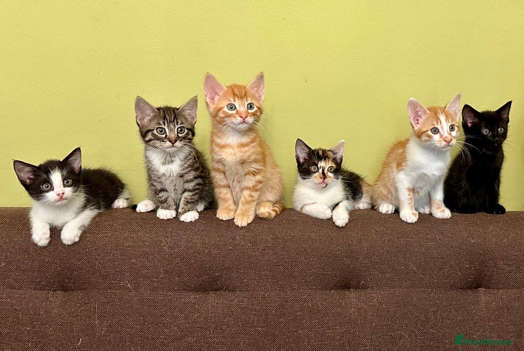 Mixed Breed cats for sale: Kittens from half Siamese mum - Advert 15
