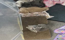 Ragdoll cats for sale: Ragdoll x main coon x British shorthair mix  - Image 33