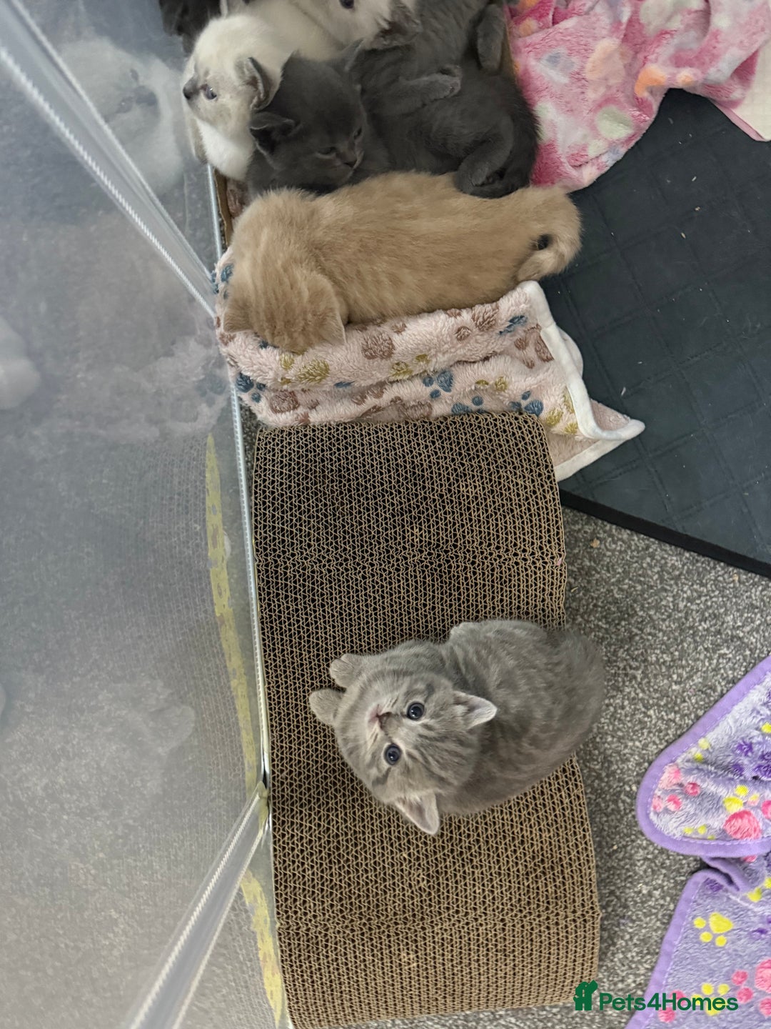 Ragdoll cats for sale: Ragdoll x main coon x British shorthair mix  - Image 33