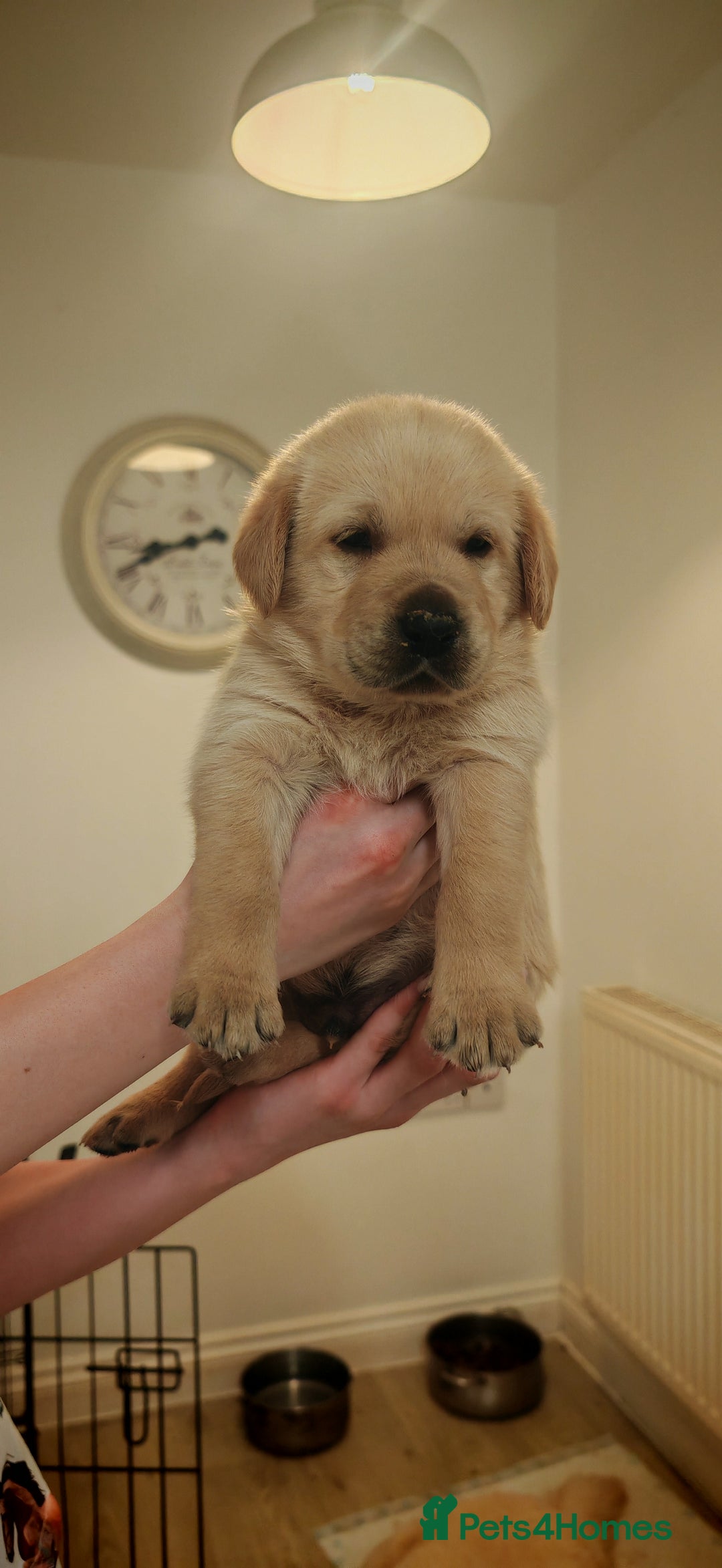 Goldador dogs for sale: Ready 4th February  - Advert 4
