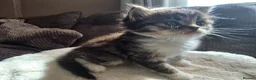 British Longhair cats for sale: Beautiful British long haired kittens - Advert 14