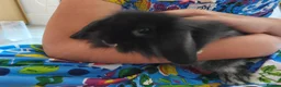 Mini Lion Lop rabbits for sale: Ready 23rd October  - Advert 10