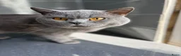 British Shorthair cats for sale: Beautiful blue British shorthair  - Advert 3