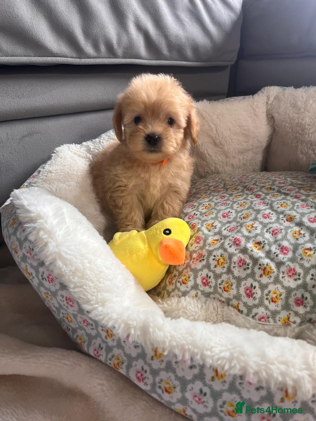 Maltipoo dogs for sale: 💫Tiny Red Boys Available Now💫 - Image 17
