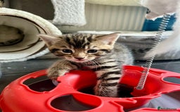Bengal cats for sale: Bengal mix - Image 2