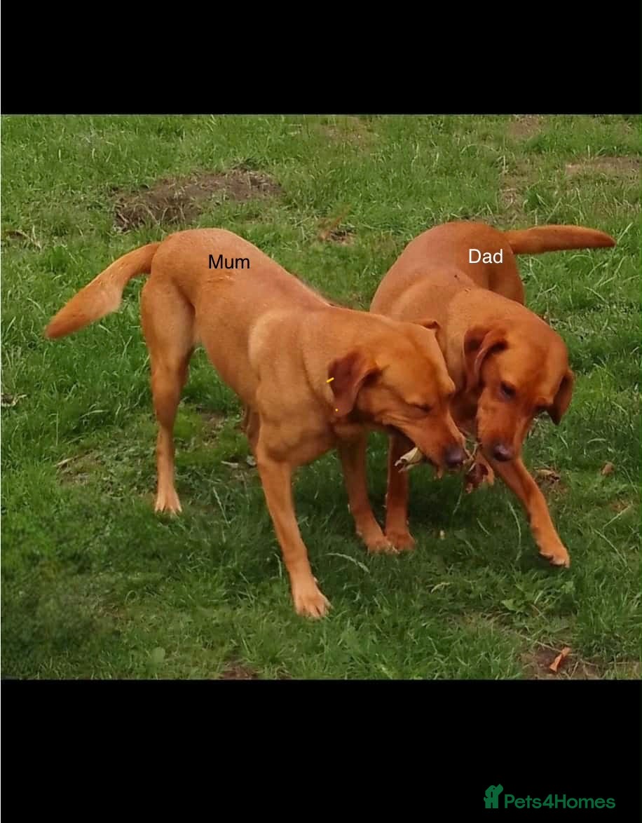 Labrador Retriever dogs Fox Red labrador - Advert 2