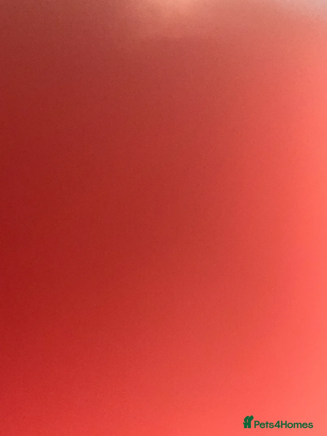 Bandog dogs for sale: Blue American bulldog cross mastiff  in Sheerness - Advert 2