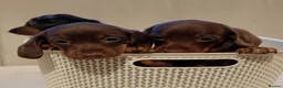 Miniature Dachshund dogs for sale: 💜 miniature dachshunds 💝 in Preston - Advert 4