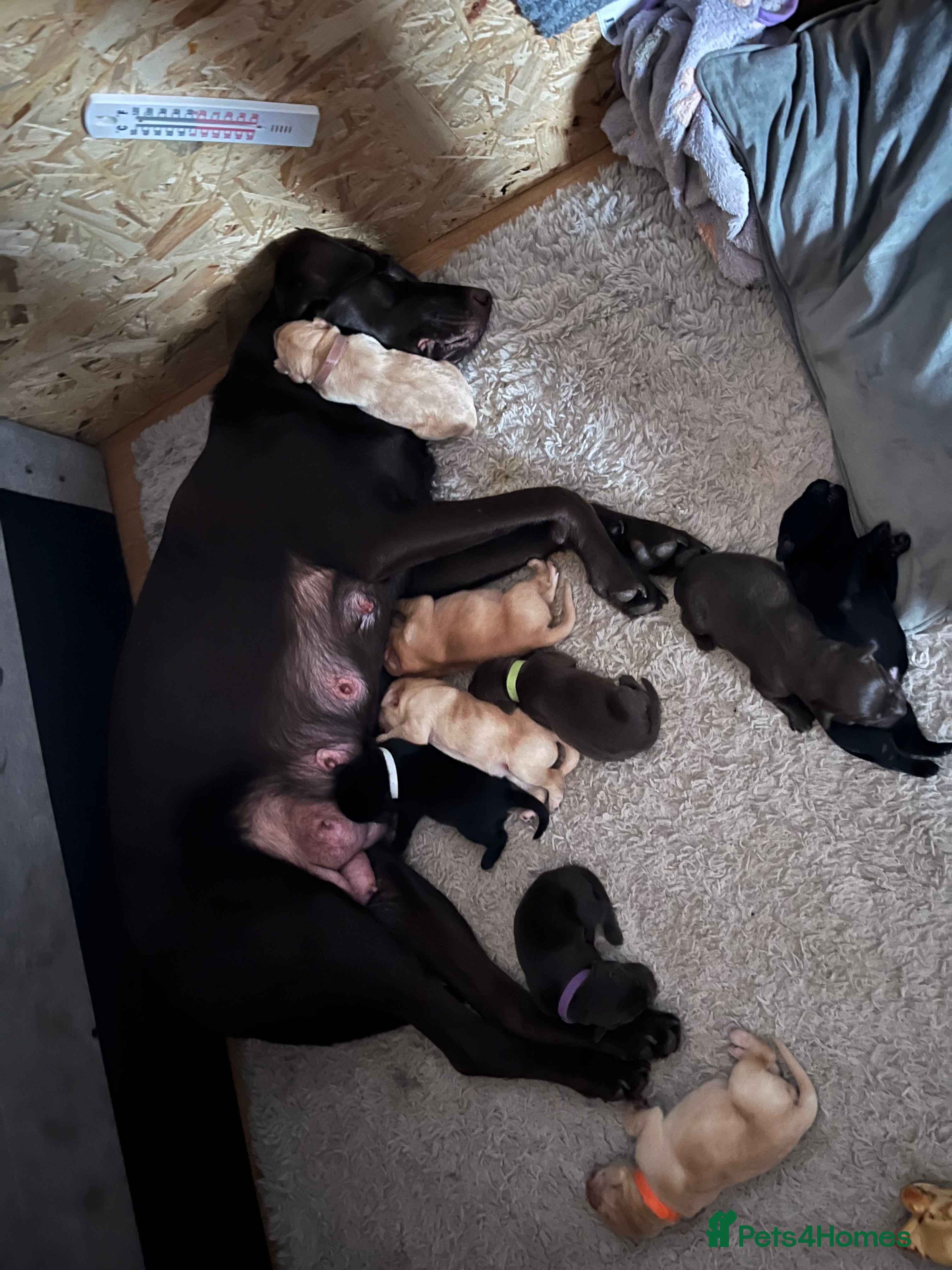 Labrador Retriever dogs x9 Labrador Puppies - Advert 7