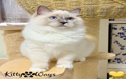 Ragdoll cats for sale: 🐾🩷*TICA REG* EU RAGDOLL KITTENS🌟 DNA CLEAR 🩵🐾 - Advert 7