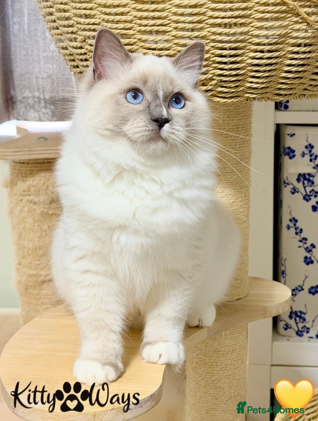 Ragdoll cats for sale: 🐾🩷*TICA REG* EU RAGDOLL KITTENS🌟 DNA CLEAR 🩵🐾 - Advert 7