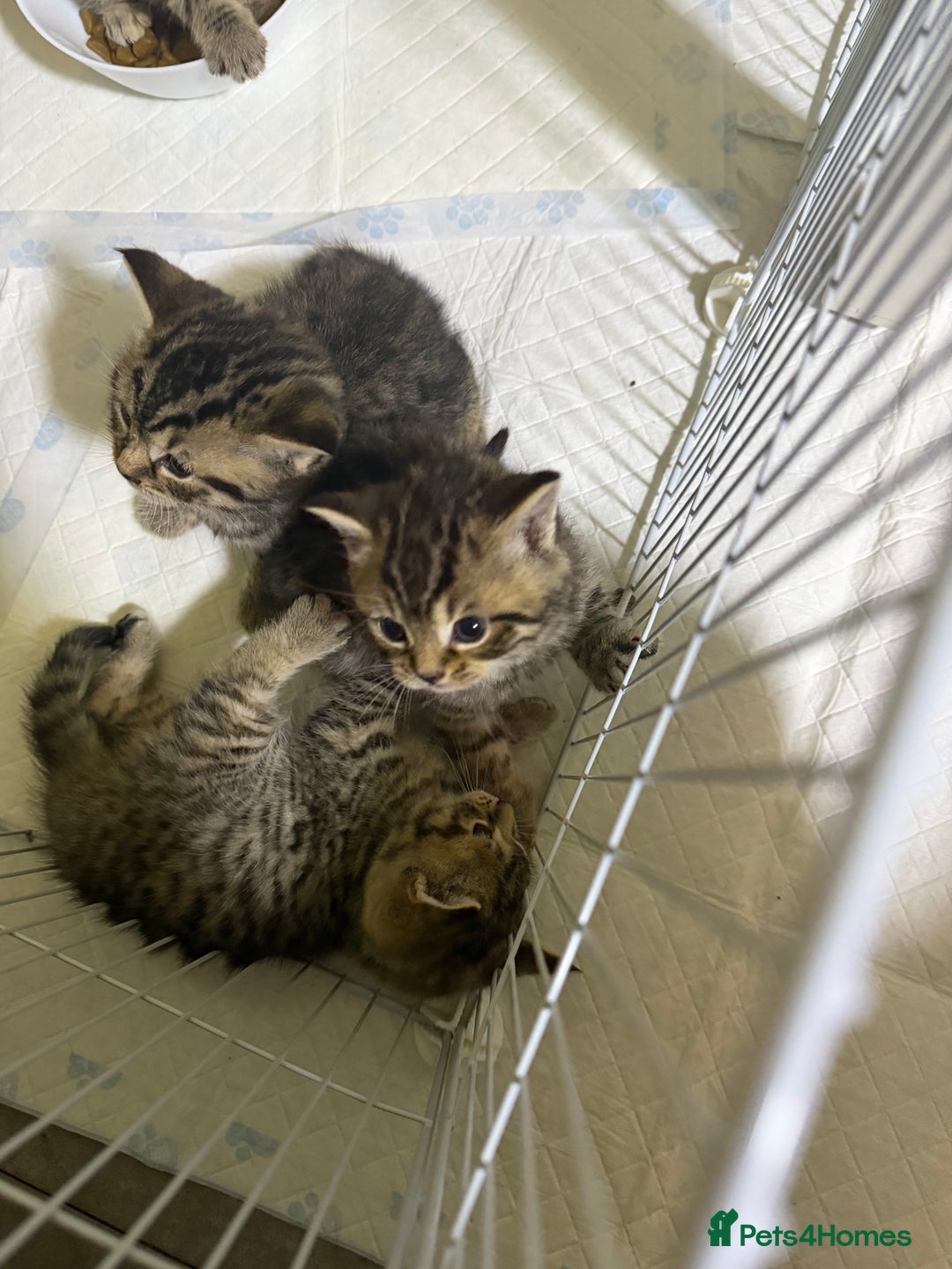 British Shorthair cats for sale: British Shorthair  - Advert 10