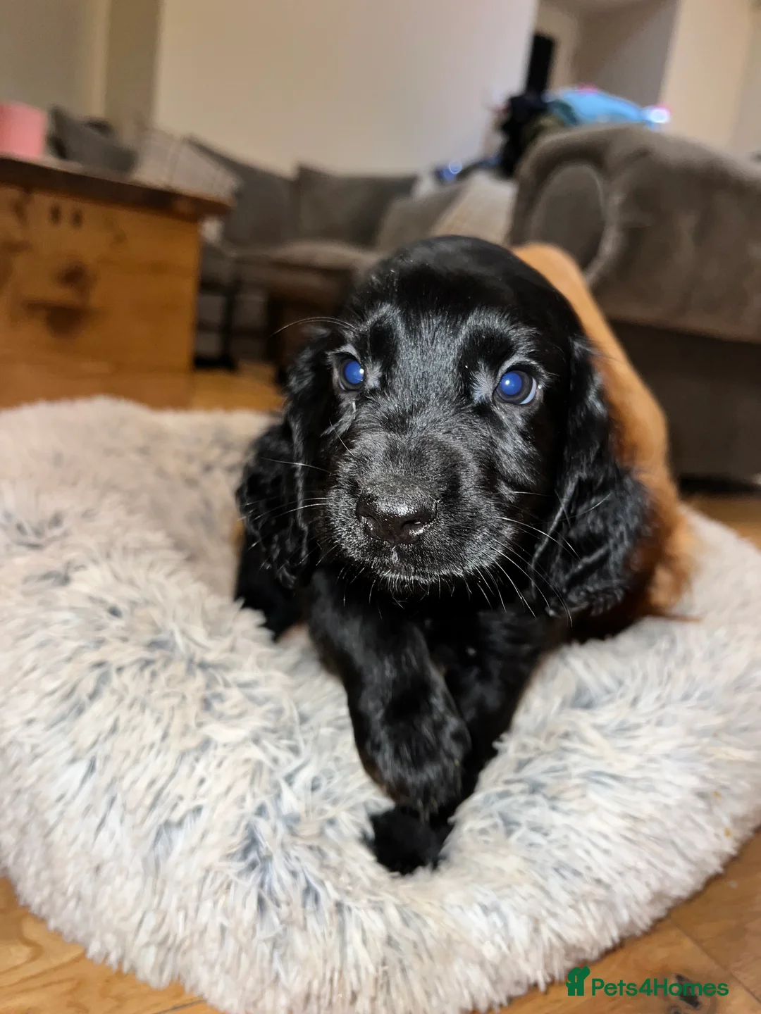 Cocker Spaniel dogs for sale: Working Cocker Spaniels 🥰 - Advert 6