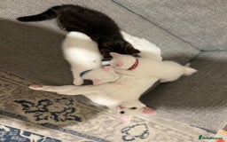 British Shorthair cats for sale: 2 Beautiful British Kittens - Image 4