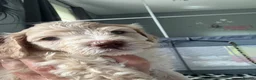 Cockapoo dogs for sale: 5 stunning Boys  - Advert 5