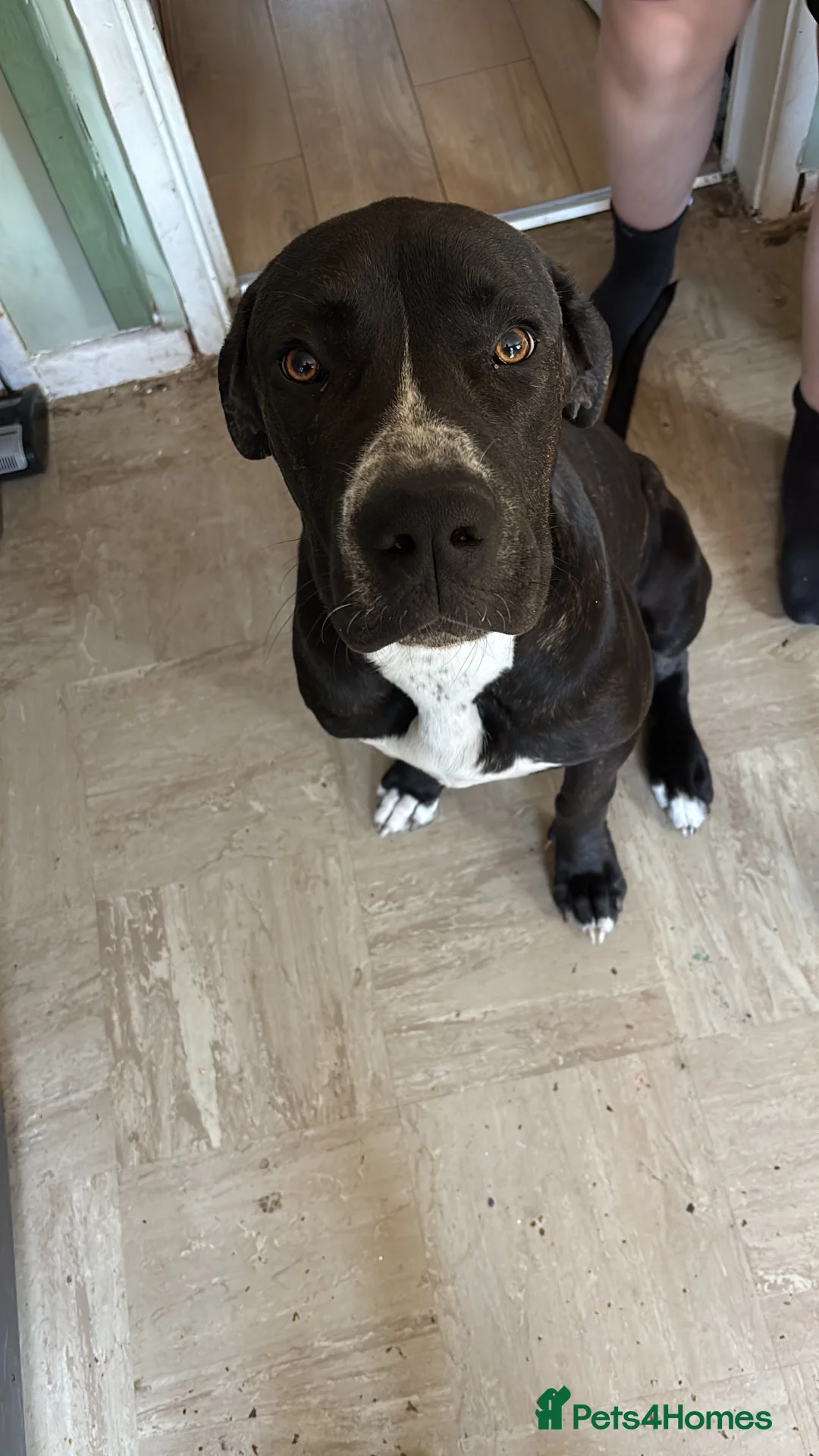 Presa Canario dogs for sale: Male presa canario  - Advert 1
