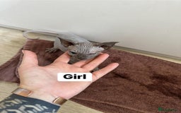 Sphynx cats for sale: Scottish Sphynx Kittens  - Image 4