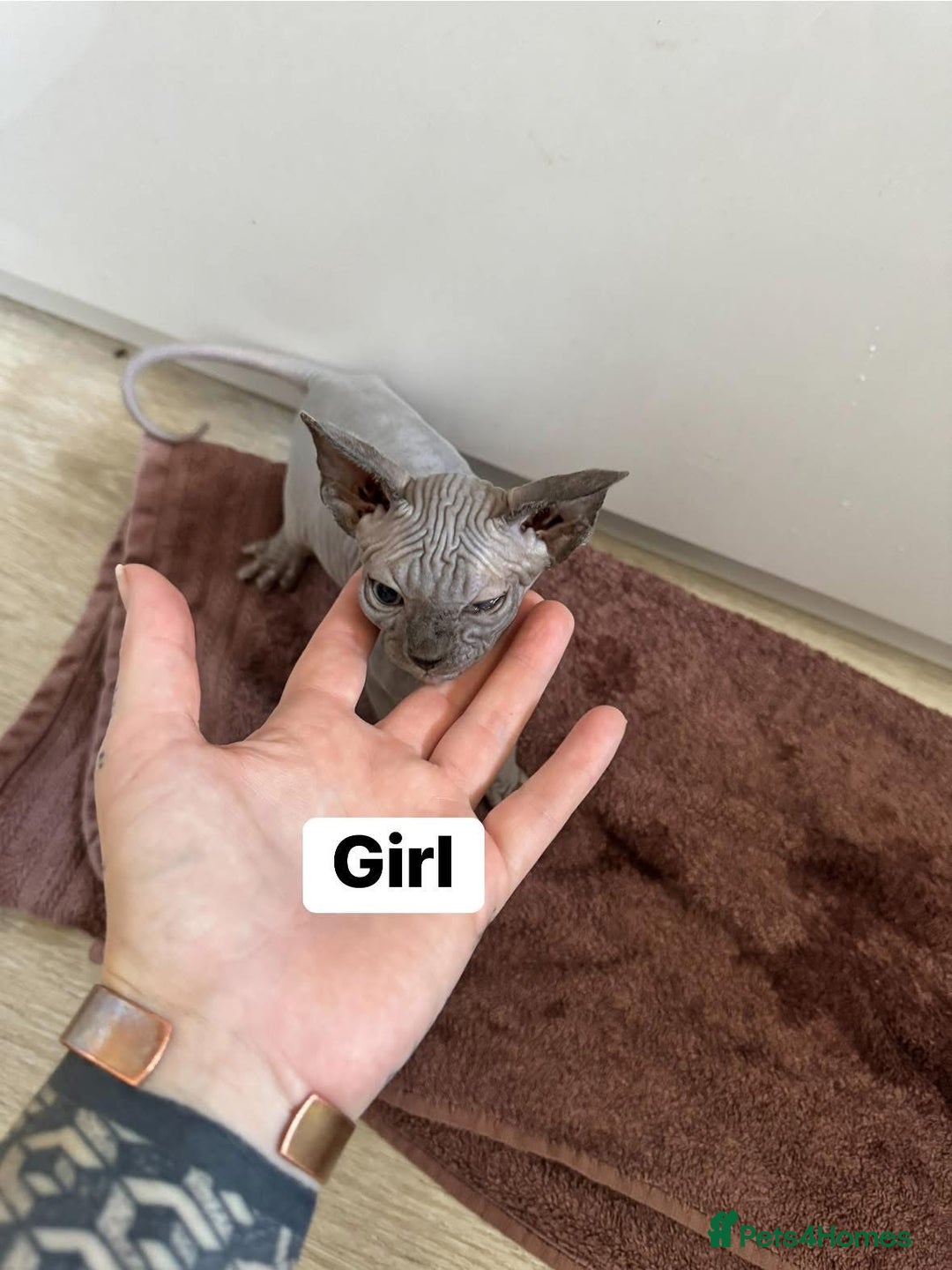 Sphynx cats for sale: Scottish Sphynx Kittens  - Image 4